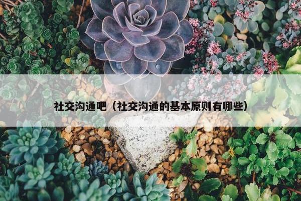 社交沟通吧（社交沟通的基本原则有哪些）